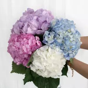 (플라워마켓) 수국 4color 양재꽃시장 생화 배달 꽃정기구독