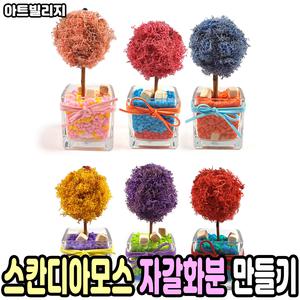 스칸디아모스 자갈화분 만들기 천연이끼 공기정화 음지식물