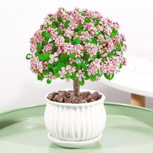 금지옥엽분재 핑크 다육식물 키우기 꽃피는 반려 화분 예쁜