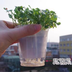 햇빛비교실험 새싹기르기 2종 10인키트 쌍떡잎 교구 키우기