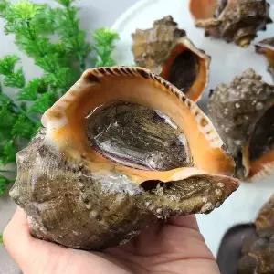 [인정식탁][오늘의바다] 참소라 1kg