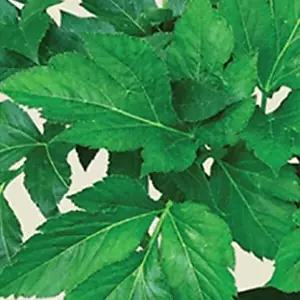 [셀러허브 패션][JHQSZWRZ_51CX]씨 녹즙용 원예 씨앗 채소 품종 종자 20g