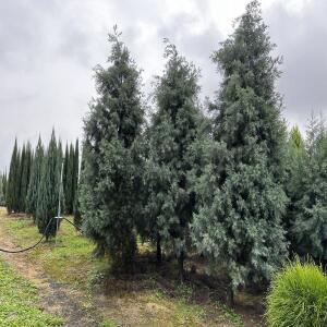 블루아이스_4치포트묘(2개묶음)정원수/조경수/묘목/I0376