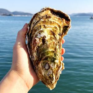 사계절 석화 특대 삼배체굴 대왕굴 2kg