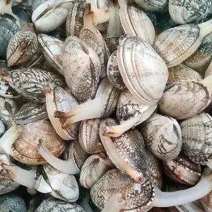 품질보장 제철 통영 왕바지락 1kg