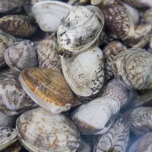 남해 제철 다이버 물바지락 1kg 문어바지락 조개 술찜