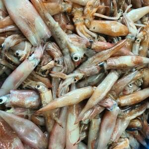 원양산 총알한치 500g 12-23미