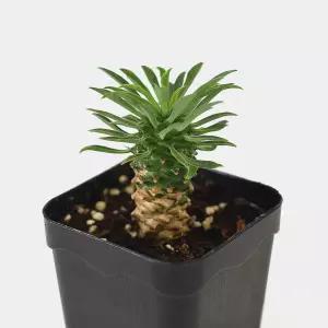 마이플랜트 괴마옥 소형 다육이 미니다육 파인애플 선인장 플랜테리어