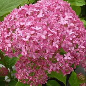 핑크아나벨 수국묘목 5치장포트