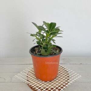 아데니움 석화 소 사막의장미 라고불 바오밥나무 행복한일상 향기로운나무