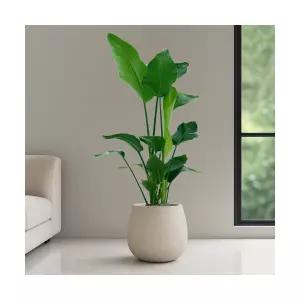 여인초 스톤코쿤 개업화분 실내공기정화식물 인테리어식물 개업선물 개업식화분 실내화초