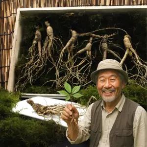 강원도 야생 자연 산양삼 20년산 이상 2뿌리 선물용 산양산삼 프리미엄 선물포장