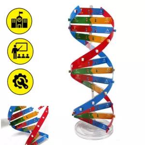 5인세트 염색체모형 생명과학키트 dna모형 만들기 실험 학교 원리