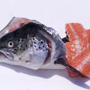 노르웨이 연어머리 2개 (1kg 내외)