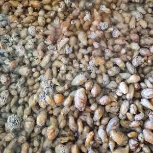 제철 해산물 생물 오만둥이 1kg