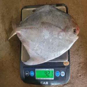 완도 자연산 병어 대형(300g~700g 이상 특특대) 덕자병어 제수용