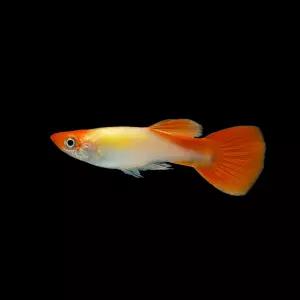 골든코이 구피 2쌍