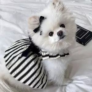 블랙 강아지 스트라이프 리본 드레스 애견옷 반려동물 여름 펫 원피스 코디옷 캐주얼
