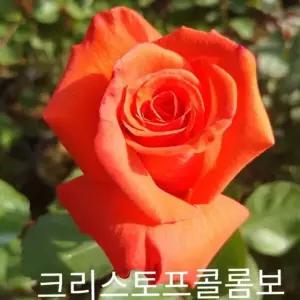 사계장미(정원) 크리스토프콜롬보 포트(분) 60cm 1주
