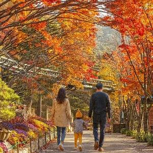 곤지암 화담숲 부산출발 당일 여행 2025 단풍 버스 투어