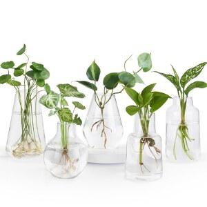 식물용 Mkono 번식 꽃병, 수경 재배용 작은 유리병 화분 5개 세트, 센터피스용 식물 스테이션 버드 꽃병 홈 오피스 장식 선물