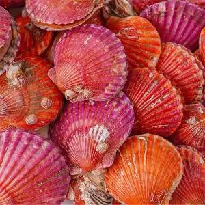 갤러리아 당일조업 제철 통영 홍가리비 2kg + 석화 3kg 석화구이 세트