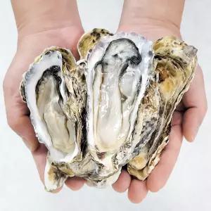 [당일채취] 통영석화 10kg 5kg 생굴 석화 굴