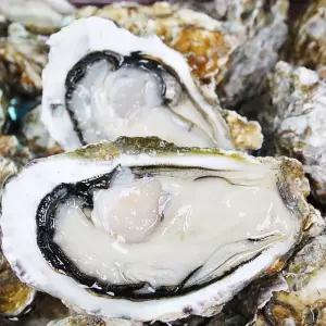 [청정지역 통영] 통영석화 10kg 5kg 생굴 석화 굴