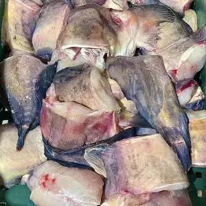 국내산 생물 손질 물메기 1.5kg (2~2.5미)