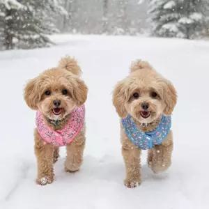 커플룩 강아지 김장 누빔조끼 할매 애견패딩 소형 중형 대형견 옷
