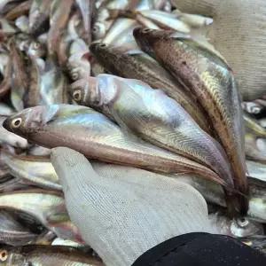 동해 급냉 알배기 도루묵 500g