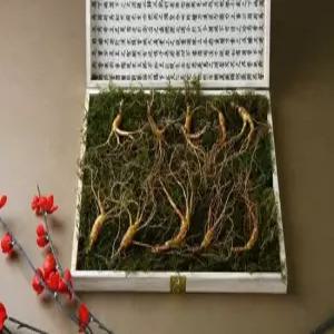 강원 진삼애 산양삼 9-10년근 10뿌리