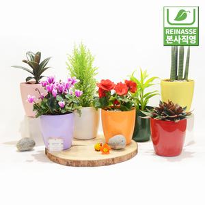 [라이네쎄] 로즈 6호 / 자체제작/물구멍없는화분/플라스틱화분