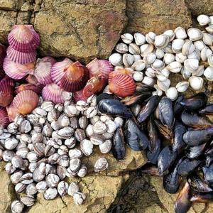[남해바다] 국내산 모듬조개 총 4kg/가리비+동죽+새꼬막+홍합
