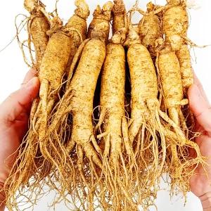 금산인삼 수삼 세척 4~6년근 원수삼 실속 600g 6~8뿌리