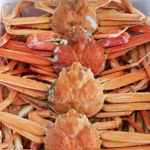 경북 포항 구룡포 자숙 홍게 8-12마리내외(가성비)