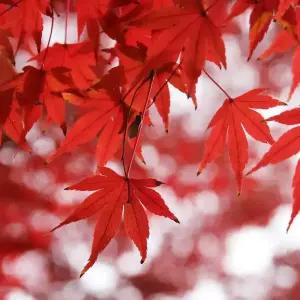 [충북농원] 단풍나무 묘목 - R1~R3/분묘