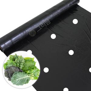 상추 양상추 전용 유공 멀칭비닐 잎채소 쌈채소 텃밭 농사용 검정 비닐
