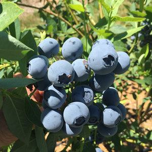블루베리나무 블루베리 묘목 듀크 2년생 포트묘