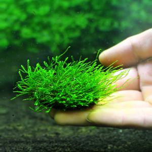 수초-코코넛 옆전 윌로모스 활착-열대어 어항 수족관 수중이끼