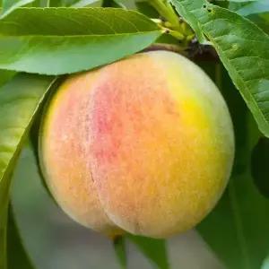 [충북농원] 수황 조생종 황도 복숭아나무 묘목 - 1년생/접목묘