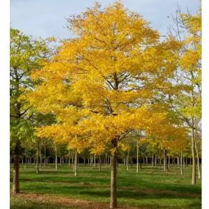 향수묘목농원  황금 회화나무 3년생분묘
