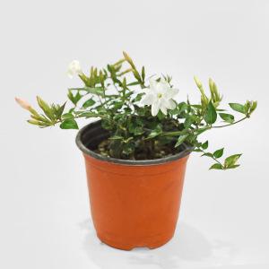 차이니즈 자스민 소형 인테리어 실내 공기정화 반려식물