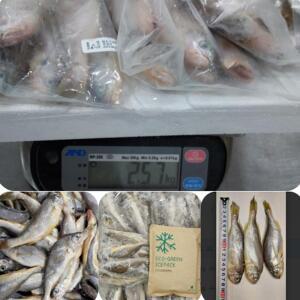 국내산 냉동 조기 50마리 14cm 이하 실속형 참조기