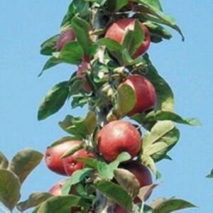 기둥사과 유실수 4년생 분달이 나무지름3cm 1주 조경수 묘목