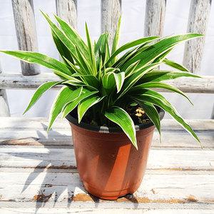 에덴플랜트 나비란 소품 무늬접란 거실화초 현관식물 공기정화 수경재배 반음지