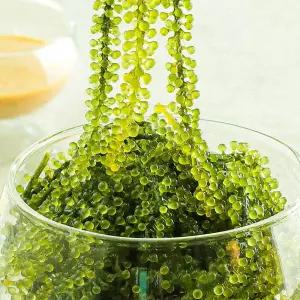 [이벤트]맛투데이 톡톡 터지는 바다포도 우미부도 1kg + 참깨소스 10팩