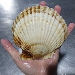 대왕 큰 참가리비 1키로 8미내외 자연산 왕가리비 대왕가리비 수입산 북해도