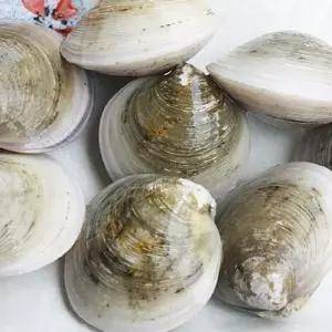 활 모시조개 1kg