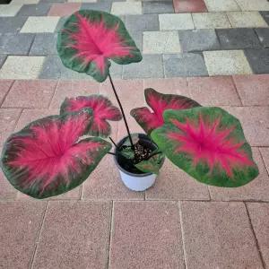 칼라디움 에그저딕댄스 중품  희귀식물 공기정화식물